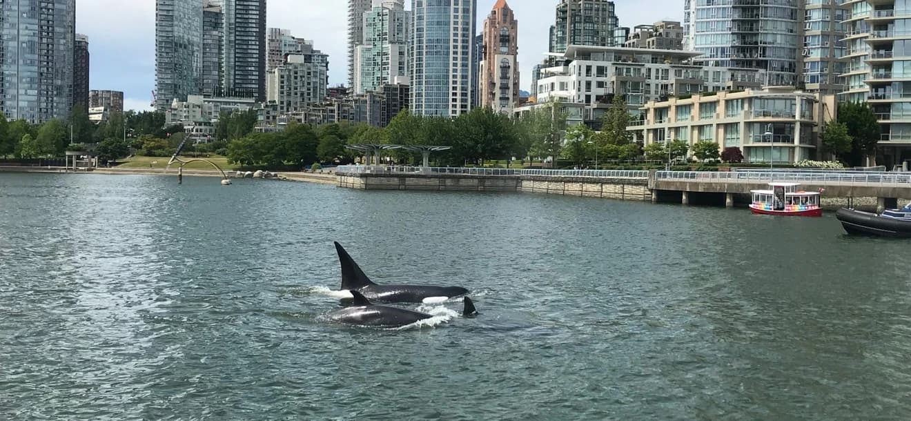 Disfruta con el avistamiento de ballenas en Vancouver